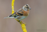 Brambling (Fringilla montifringilla)