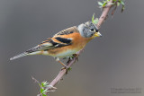 Brambling (Fringilla montifringilla)