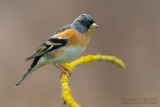 Brambling (Fringilla montifringilla)