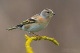 Brambling (Fringilla montifringilla)