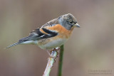Brambling (Fringilla montifringilla)