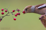 Hawfinch (Coccothraustes coccothraustes)