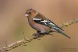 Chaffinch (Fringilla coelebs)