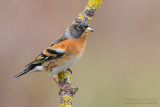 Brambling (Fringilla montifringilla)