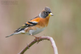 Brambling (Fringilla montifringilla)