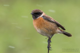 European Stonechat (Saxicola rubicola)