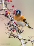 Brambling (Fringilla montifringilla)