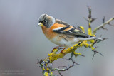 Brambling (Fringilla montifringilla)