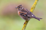 Brambling (Fringilla montifringilla)