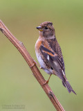 Brambling (Fringilla montifringilla)