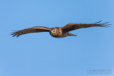 Hen Harrier (Circus cyaneus)