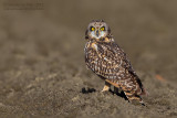 Short-eared Owl (Asio flammeus)