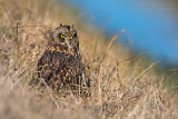 Short-eared Owl (Asio flammeus)