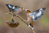 Hawfinch (Coccothraustes coccothraustes)