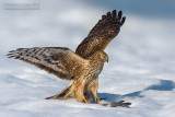 Hen Harrier (Circus cyaneus)