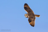 Short-eared Owl (Asio flammeus)