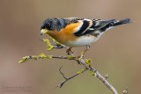 Brambling (Fringilla montifringilla)