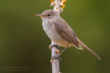 Cape Verde Warbler (Acrocephalus brevipennis)