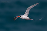 Red-billed Tropicbird (Phaethon aethereus)