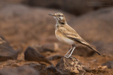 Hoopoe Lark (Alaemon alaudipes boavistae)