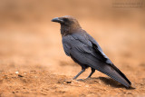 Brown-necked Raven (Corvus ruficollis)