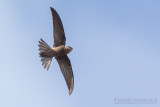 Cape Verde Swift (Apus alexandri)