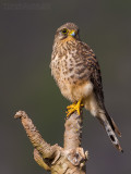 Neglected Kestrel (Falco tinnunculus neglectus)
