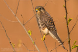 Neglected Kestrel (Falco tinnunculus neglectus)