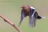Chaffinch (Fringilla coelebs)