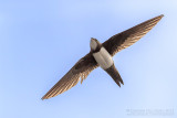 Apline Swift (Tachymarptis melba)