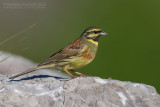 Cirl Bunting (Emberiza cirlus)