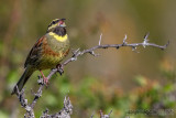 Cirl Bunting (Emberiza cirlus)