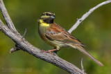 Cirl Bunting (Emberiza cirlus)