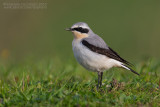 Northern Wheatear (Oenanthe oenanthe)