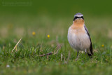 Northern Wheatear (Oenanthe oenanthe)