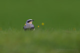 Northern Wheatear (Oenanthe oenanthe)