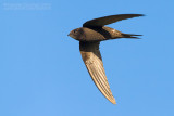 Common Swift (Rondone)