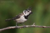 Crested Tit (Lophophanes cristatus)