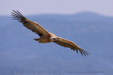 Griffon Vulture (Gyps fulvus)