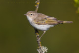 Western Bonellis Warbler (Phylloscopus bonelli)