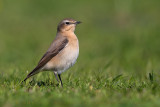 Northern Wheatear (Oenanthe oenanthe)