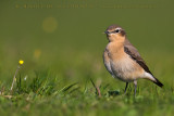 Northern Wheatear (Oenanthe oenanthe)