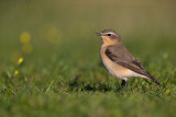 Northern Wheatear (Oenanthe oenanthe)