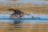 Little Grebe (Tachybaptus ruficollis)