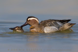 Garganey (Anas querquedula)