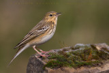 Tree Pipit (Anthus trivialis)