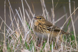 Tree Pipit (Anthus trivialis)