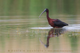 Glossy Ibis (Plegadis falcinellus)