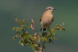 Northern Wheatear (Oenanthe oenanthe)