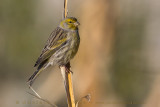 Atlantic Canary (Serinus canaria)